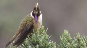 Colombia: el barbudito azul está de regreso y se resiste a desaparecer