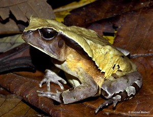 África central: este sapo imita a una serpiente venenosa para evitar a los depredadores