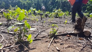 Bolivia: el narcotráfico opera en el corazón del parque Amboró