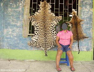 Mafias arremeten contra la población de jaguares en Iquitos