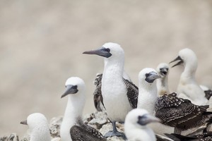 Cámaras submarinas filmarán batalla entre aves guaneras y barcos por alimentos