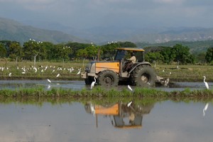 Colombia: las aves encontraron su paraíso en cultivos de arroz en el Valle del Cauca