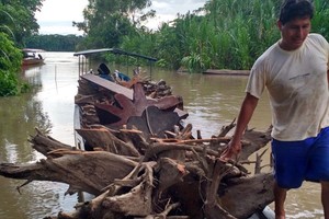 Comunidades aprovechan raíces y ramas que caen de manera natural en el Parque Nacional del Manu