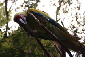 Papagayo de Guayaquil: ave emblema de la ciudad bajo amenaza por la destrucción de su hábitat