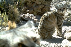 Cintia Tellaeche: una científica argentina tras los pasos del gato fantasma