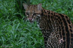 Cámaras trampa: estas son las estrategias de supervivencia del ocelote amazónico