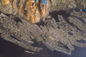 Bosques saqueados: regentes forestales falsificaron más de 1200 expedientes para lavar madera