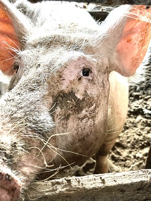 Breve recorrido por la vida de las cerdas en la industria porcina