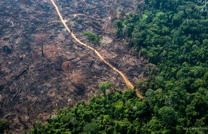 Perú y otros tres países de Latinoamérica en la lista mundial de los más devastados por la deforestación en el 2018