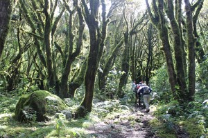 Perú: ¿Qué amenaza a los bosques del Santuario Nacional de Ampay?