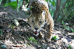 La ruta del jaguar: ¿Qué bosques de Sudamérica recorre el felino? | MAPA INTERACTIVO