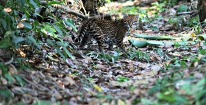 Cámaras trampa muestran por qué el ocelote es el rey de la selva en Madre de Dios