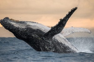 Declaración de Lima: la urgencia de crear áreas marinas protegidas