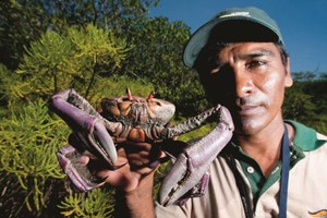 Pescadores y científicos se unen para repoblar manglares de Tumbes con conchas negras y cangrejos