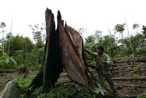 Nuestros 5 reportajes ambientales más importantes del 2017