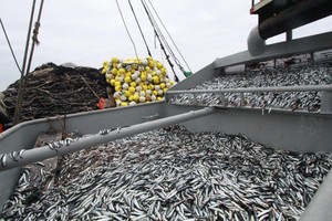 Harina negra: el mecanismo detrás de la producción ilegal de harina de pescado en Perú