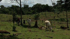 Ganadería mortal: la actividad que devora los bosques de Bosawas