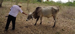 Panamá: la ganadería ha ingresado al Parque Nacional Darién