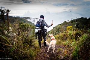 Tigre: el perro que rastrea felinos para impulsar su conservación en Costa Rica