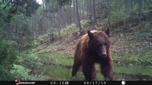 En estos bosques del norte de México se protege al oso negro | VIDEOS