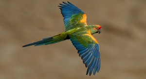 Guacamayo Frente Roja: volando entre amenazas y esfuerzos de conservación