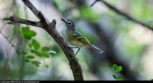 México: registran cientos de especies inesperadas en zona protegida destinada a minería de oro