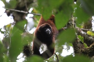 ¿Cuál es el estado de conservación de los primates en el Perú?