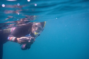 Día Mundial de las Tortugas: cuidar nidos y evitar que la bella carey desaparezca del océano