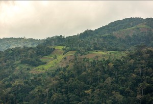 Perú: La resistencia del café