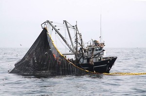 Pesca de anchoveta con muchos juveniles ¿son suficientes los cierres preventivos?