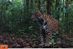 Nuevo estudio: Colombia, Ecuador y Perú comparten paisaje habitado por cerca de 2000 jaguares