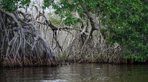 La Ciénaga Grande: ¿por qué la laguna costera más grande de Colombia está en peligro?