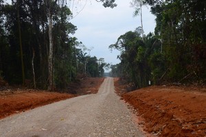 Nuevo mapa analiza relación entre caminos forestales y tala ilegal en la Amazonía peruana