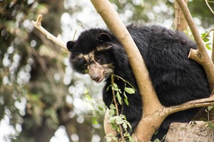 Oso de anteojos: la deuda pendiente del Perú con una especie vulnerable