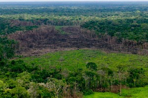 Día Internacional de los Bosques Tropicales: ecosistemas en máxima alerta