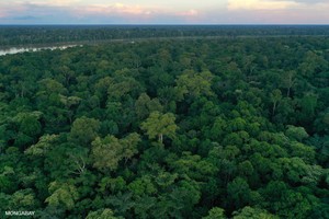 ¿Por qué la deforestación y la pérdida de especies abren la puerta a nuevas enfermedades?