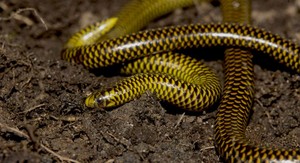 Cajamarca: descubren dos nuevas especies de serpiente