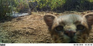 Perú: tras las huellas del gato de pajonal o gato del desierto