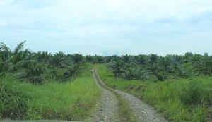 Palma africana: una amenaza para la Amazonía de Ecuador