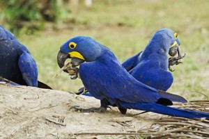 Sembrando palmeras: el guacamayo jacinto y el de Lear ayudan a regenerar la vegetación en Brasil y Bolivia