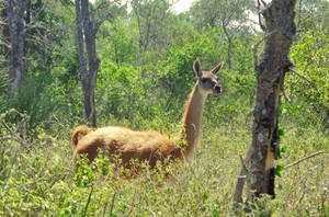 Bolivia: la propuesta con la que indígenas quieren salvar a los 200 guanacos del Gran Chaco