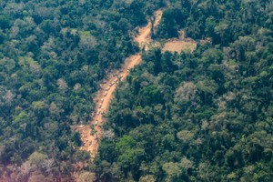 Nuevo estudio: Perú y otros cuatro países de Latinoamérica en el ‘top ten’ de bosques primarios más deforestados en 2019