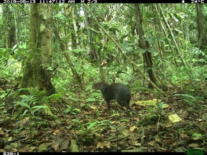 Perú: policía comunal usa cámaras trampa para monitorear fauna y detectar actividades ilícitas