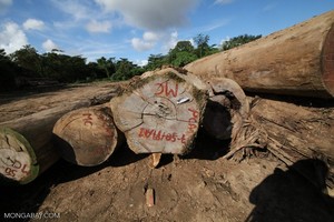 Así se lava la madera ilegal de los bosques de la Amazonía del Perú