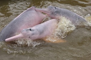 Delfines de la Amazonía entre las especies más amenazadas del planeta