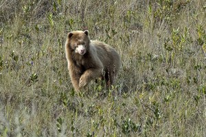 Los 10 reportajes ambientales más leídos de Mongabay Latam sobre el Perú