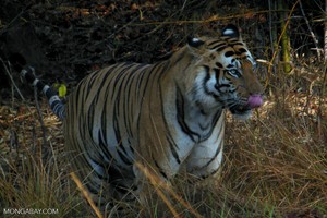 Los zoológicos como centros de rescate de fauna nativa